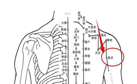 肩真穴|醫砭 » 中華針灸 » 肩貞